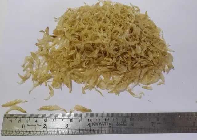 Dry Baby Shrimp Scale